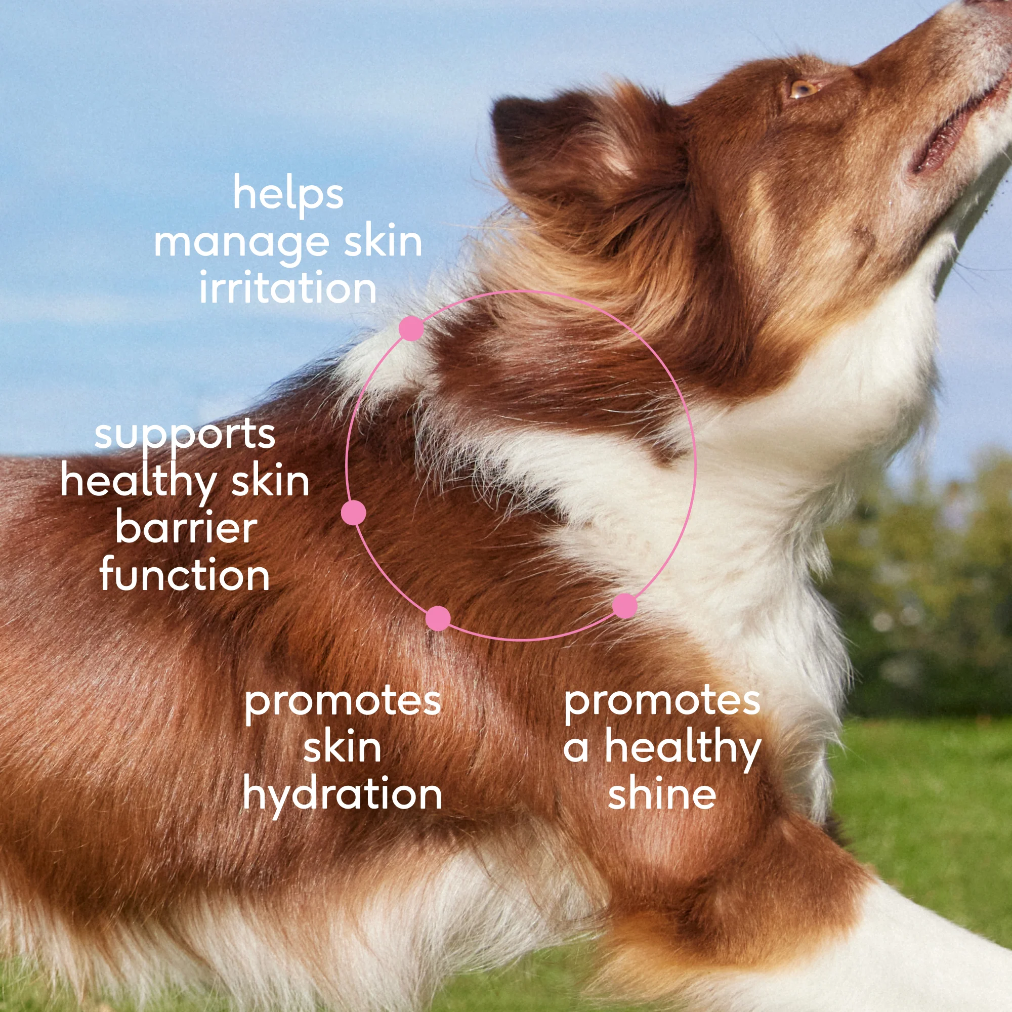 SKIN+COAT CHEWS - Image 3